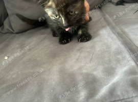 Kittens