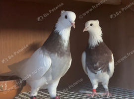 Breeding Pair Red Iranian Toghies For Sale