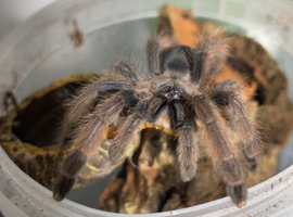Tarantula and more collection for sale