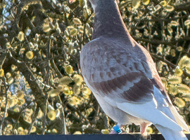 Racing pigeons