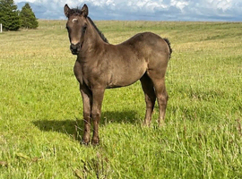 Filly available at weaning