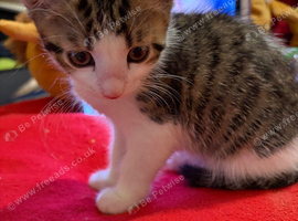 Beautiful Kitten Looking for a Calm, Loving Home