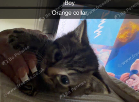 Kittens for sale