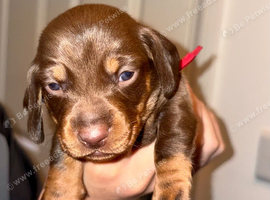 Stunning Purebred Miniature Dachshund Puppies - Chocolate & Tan Parents