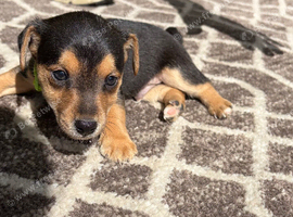 Jack russell puppie