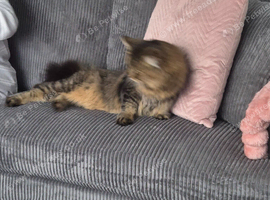 Maine coon x