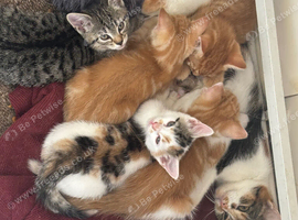Kittens for sale