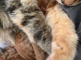 Kittens for sale