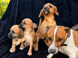 Jackapoo&rsquo;s for sale