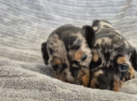 MINI SMOOTH DASCHUNDS READY JULY 8TH