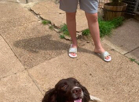 Working cocker spaniel