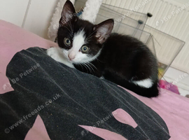 5 beautiful kittens for sale 3 girls 2 boys
