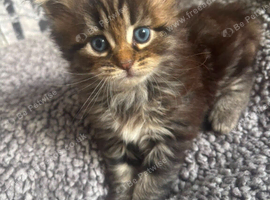 2 separate litters! Read ad URGENT