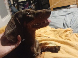14 month old dachshund female (unneutered)