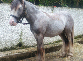 Silver - Sweet Blue Blagdon Cob Yearling Gelding