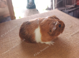 Available to reserve sows ( girls)