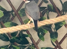 Java Sparrows