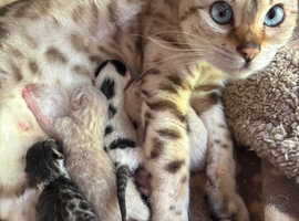Bengal x kittens