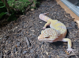Proven male leopard gecko albino blizzard genetics