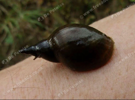 Pond Snails (Lymnaea Stagnalis)