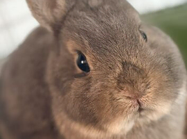 Make Netherland dwarf