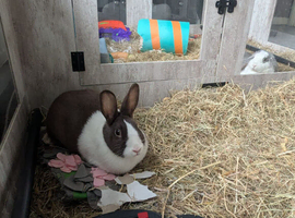 2 rabbits for sale