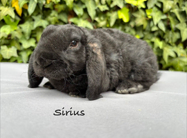 Pure bred mini plush lop girls