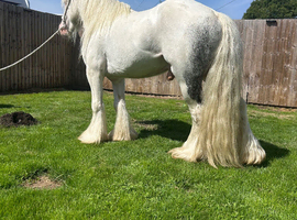 Blue and white ride and drive gelding