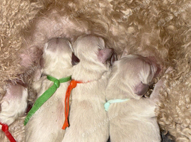 Goldendoodles available