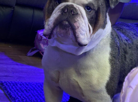 Merle KC stud