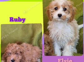 Beautiful Cavapoo Puppies