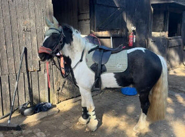 Cracking little cob