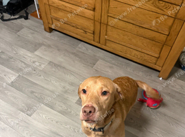Labrador