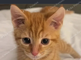 Ginger  Boy