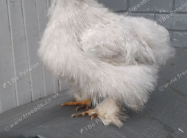 Pekin Silke feather chicken