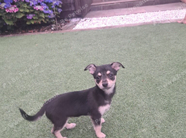 15 week old Chihuahua girl