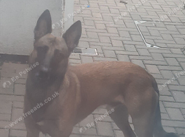 Belgium malinois for stud
