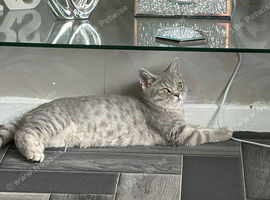 Beautiful Scottish straight kittens blue and lilac ready to leave now
