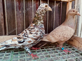 Almond rare colour racers available