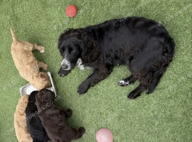 2 beautiful cockapoo puppies 1 girl 1 boy left