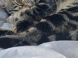 Kittens for sale
