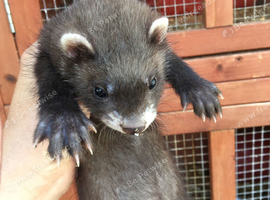 Baby ferrets soon ready