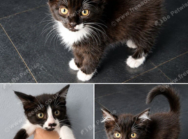 6 beautiful kitten