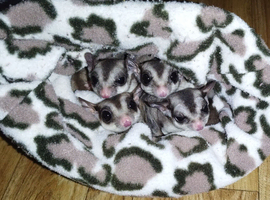 4 sugar gliders