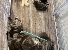 Male XL Maine coon kitten ready to leave