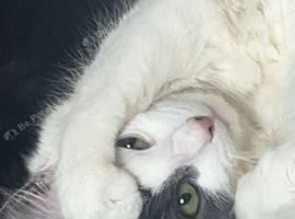 1 year old Maine Coon Cross