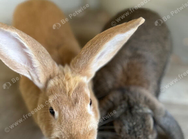 Pair of neutered male rabbits