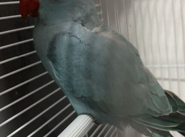 Indian ring neck