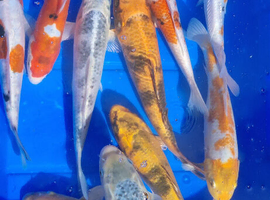 8 to 10 inch Koi Pond Fish in Chorley