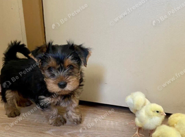 Yorkshire terrier puppies (Not KC)